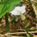 Image result for Convolvulus farinosus