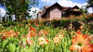 Sebagai kebun bunga tertua di indonesia, wisata selecta malang menyuguhkan pemandangan epic dan berbagai wahana permaian dan edukasi menarik. Lokasi Dan Harga Tiket Masuk Kebun Bunga Amarilis Jogja Taman Incaran Selfie Jangan Dirusak Lagi Daka Tour