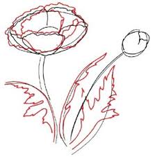 See more ideas about drawings, flower drawing, flower art. How To Draw A Poppy Howstuffworks