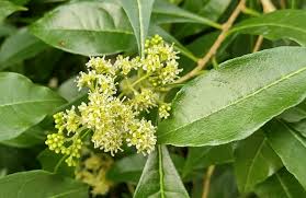 Image result for Heteropyxis natalensis