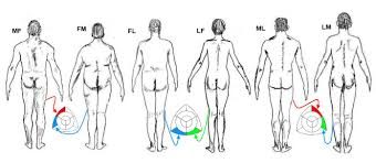 Whats Your Body Type Somatotype Personality Type