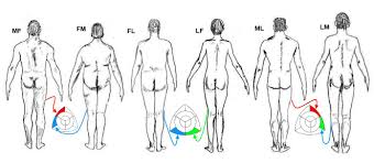 Whats Your Body Type Somatotype Personality Type