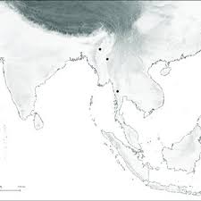 Image result for Brachycorythis rhodostachys