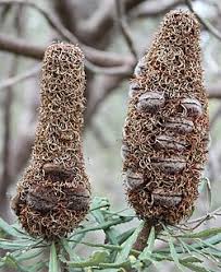 Image result for Banksia attenuata