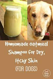 The Best Homemade Shampoo For Dogs Oatmeal Dog Shampoo Homemade Dog Shampoo Diy Dog Shampoo