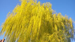 Add architectural beauty to your landscape with this simple project for building a potted column of spring flowers. Beautiful Blooming Willow Tree Steemit