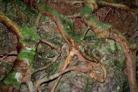 Bracteata is found in uplifted coral forests of southern taiwan.the species is also naturalized in the west. Root Systems Vertical Garden Patrick Blanc