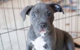 Maybe you would like to learn more about one of these? Budgeting For Your New Pet San Diego Humane Society