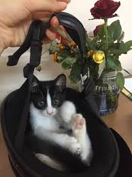 Kask Kedi Pati Miyav Kedi Kask