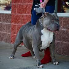 Bluenose pitbull puppies for sale. Pitbull Puppies For Sale Manmade Kennels Xl Pit Bulls
