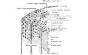 (b) in this micrograph of the osteon, you can clearly see the concentric lamellae and central canals. Structure Of Compact Bone Longitudinal And Cross Sectional View Of Download Scientific Diagram