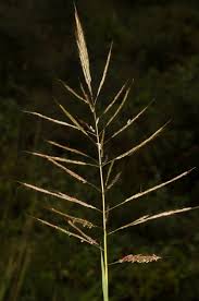 Image result for Bothriochloa bladhii