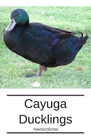 Baby Black And White Duck Breeds A Native Of New York The Cayuga Duckling Is One Of Our More Striking Birds For Its All Black Plumage In The Right Light Once Cayuga Duck Breeds Ducklings