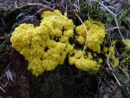 Image result for Trichopteryx fruticulosa