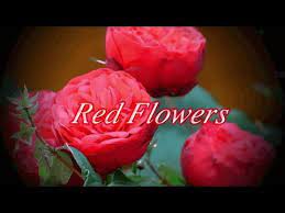 4k Video Unbelievable Beauty Of Red Roses Flowers Red Roses Red Rose Flower Rose Meaning