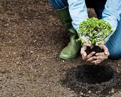 Image of person planting a tree