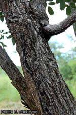 Image result for Bobgunnia madagascariensis