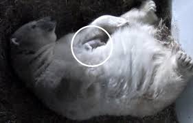 L'ours polaire est le plus gros carnivore terrestre. Rare Naissance D Un Ourson Polaire Au Zoo De Saint Felicien Le Devoir