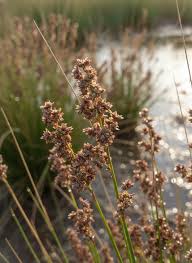 Image result for Juncus kraussii