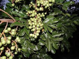 Image result for Deinbollia