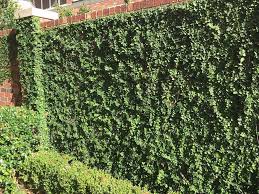 Maybe you would like to learn more about one of these? Plants For Dallas Your Source For The Best Landscape Plant Information For The Dallas Ft Worth Metroplexbest Vines For Dallas Texas