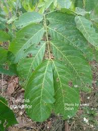 Image result for Berlinia grandiflora