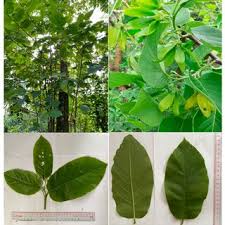 Image result for Searsia tenuinervis