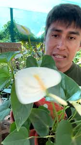 915 373 704 número de yape y wahtsapp de ventas