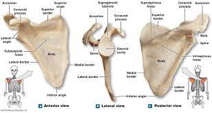 The Right Scapula Human Bones Anatomy Human Skeleton Anatomy Anatomy Bones