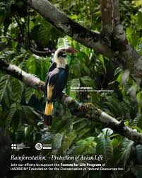 Image result for Pyrostria bibracteata