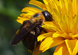 Where do black carpenter bees live? What Are Those Big Black Bees Colonial Pest Control
