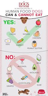Pet Gifts In 2020 Foods Dogs Can Eat Dog Body Language Can Dogs Eat