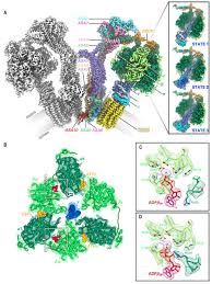 The whole atp synthase machine with individually manufactured protein subunits each labelled with greek letters. Rotary Substates Of Mitochondrial Atp Synthase Reveal The Basis Of Flexible F1 Fo Coupling Science