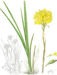 Image result for Cyrtanthus welwitschii