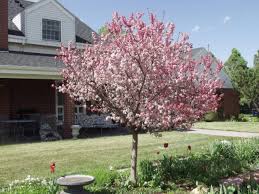 We did not find results for: Crabapples Trees On The Move