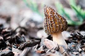 Czy grzyby pojawią się w miejscu, które dla nich przygotowaliśmy? Smardze Wiosenne Grzyby O Grzybach I Naturze Nie Calkiem Na Serio