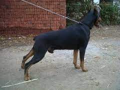 We look forward to being your european doberman breeders and helping you find the perfect doberman for you. European Doberman Male Out Of Imported Parents Available For Stud In Mumbai
