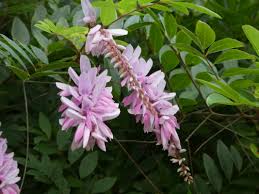 Image result for Indigofera demissa