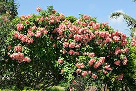 Image result for Mussaenda