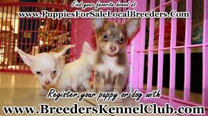 Get your happy doggie here! Craigslist Free Dogs