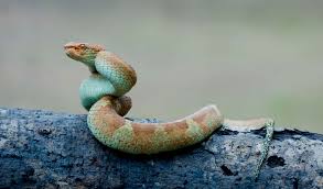 A common eurasian venomous snake (vipera berus) that attains a. Wardens Of Venom The Exquisite Vipers Of South India Roundglass Sustain