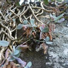 Image result for Kleinia sp.no.1