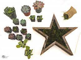 And the box is preferably built from the best wood possible which would be cedar for the purpose of diy. 4th Of July Diy Star Shaped Planter W Succulents The Succulent Eclectic