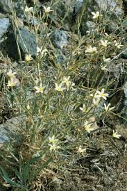 Image result for Gyrodoma hispida