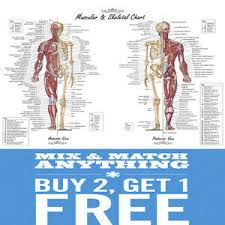 If you were a professional designer, you could use a tool like adobe illustrator to draw detailed illustrations of various anatomical systems. A2 A3 A4 Internal Human Anatomy Muscular Skeletal Student Posters Print Chart Ebay