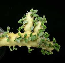 Image result for Lycopodiella sarcocaulon