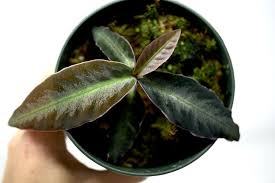 Image result for Ardisia staudtii