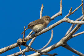 Image result for Newtonia