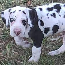 For a dog to be akc approved, black color should not be large that it looks like a blanket instead of a distributed patch. Home Big Paws Ranch Great Dane Puppies Citrus County