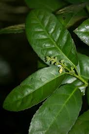 Image result for Rinorea ilicifolia